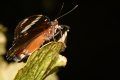motyl ze skleniku
